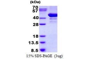 Image no. 1 for ADP-Ribosylation Factor Interacting Protein 2 (ARFIP2) (AA 1-341) protein (His tag) (ABIN1098383)