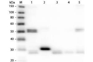 Western Blot of Anti-Rat IgG (H&L) (DONKEY) Antibody (Min X Bv Ch Gt GP Ham Hs Hu Ms Rb & Sh Serum Proteins) . (Âne anti-Rat IgG (Heavy & Light Chain) Anticorps - Preadsorbed)