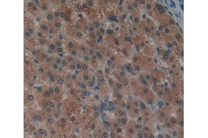 Used in DAB staining on fromalin fixed paraffin- embedded liver tissue (PTPN12 anticorps  (AA 1-293))