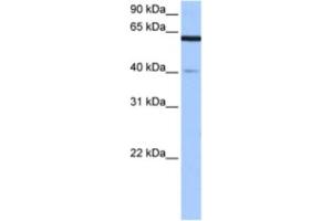 Western Blotting (WB) image for anti-Amyloid beta Precursor Protein (Cytoplasmic Tail) Binding Protein 2 (APPBP2) antibody (ABIN2463498) (APPBP2 anticorps)