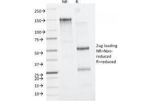 SDS-PAGE Analysis Purified CD163-Monospecific Mouse Monoclonal Antibody (M130/2162). (CD163 anticorps  (AA 43-196))