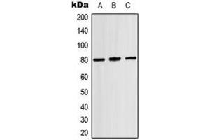 Western blot analysis of TAU (pT529) expression in HEK293T (A), mouse brain (B), rat brain (C) whole cell lysates.