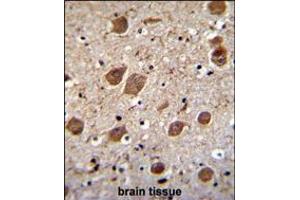KCTD8 Antibody immunohistochemistry analysis in formalin fixed and paraffin embedded human brain tissue followed by peroxidase conjugation of the secondary antibody and DAB staining.