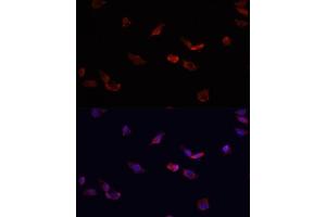 Immunofluorescence analysis of HeLa cells using BMPR2 antibody  at dilution of 1:100. (BMPR2 anticorps  (AA 27-150))