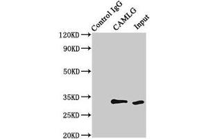 Immunoprecipitating CAMLG in HEK293 whole cell lysate Lane 1: Rabbit control IgG (1 μg) instead of ABIN7146310 in HEK293 whole cell lysate. (CAMLG anticorps  (AA 1-189))