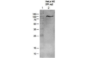 Western blot analysis using the Ezh2 polyclonal antibody . (EZH2 anticorps  (AA 1-343))