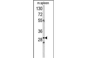 Western blot analysis of CDCA3 antibody in mouse spleen tissue lysates(35ug/lane) (CDCA3 anticorps  (N-Term))