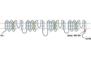 Representative domain view of the target of ABIN7237612.