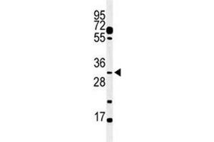 Western blot analysis of PHO3 antibody and mouse testis tissue lysate. (APOBEC3B anticorps  (AA 299-330))