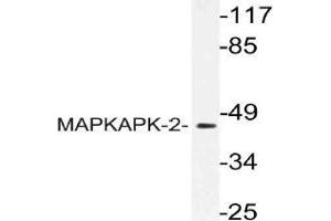 Western blot (WB) analysis of MAPKAPK-2 antibody in extracts from COS cells. (MAPKAP Kinase 2 anticorps)