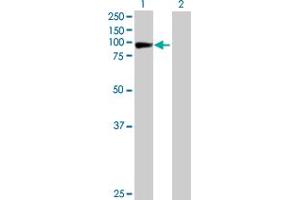 Western Blot analysis of STAT1 expression in transfected 293T cell line by STAT1 MaxPab polyclonal antibody. (STAT1 anticorps  (AA 1-712))