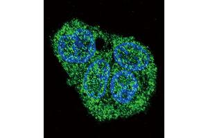 Confocal immunofluorescent analysis of SFTPC Antibody (C-term) (ABIN657607 and ABIN2846604) with HepG2 cell followed by Alexa Fluor 488-conjugated goat anti-rabbit lgG (green).