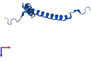 AlphaFold protein structure predicition of Mouse Recombinant Mrps21 Protein, UniprotID P58059