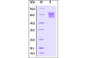 Biotinylated Human CD27, Fc Tag on SDS-PAGE under reducing (R) condition.