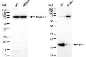 Western blotting analysis using PIN1 antibody (ABIN7799763).