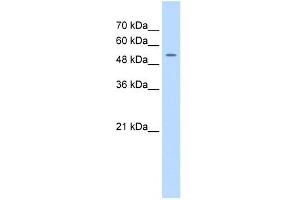 FJX1 antibody used at 0. (FJX1 anticorps)