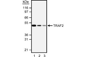 Western Blotting (WB) image for anti-TNF Receptor-Associated Factor 2 (TRAF2) (AA 93-199) antibody (ABIN967631) (TRAF2 anticorps  (AA 93-199))