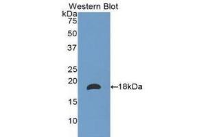 Western Blotting (WB) image for anti-Laminin, alpha 1 (LAMA1) (AA 886-1039) antibody (ABIN1173225) (Laminin alpha 1 anticorps  (AA 886-1039))