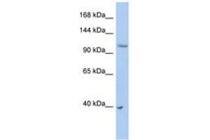 Image no. 1 for anti-E3 ubiquitin-protein ligase NEDD4-like (NEDD4L) (AA 431-480) antibody (ABIN6743164) (NEDD4-2 anticorps  (AA 431-480))
