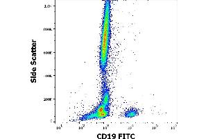 Flow cytometry surface staining pattern of human peripheral whole blood stained using anti-human CD19 (4G7) FITC antibody (20 μL reagent / 100 μL of peripheral whole blood). (CD19 anticorps  (FITC))