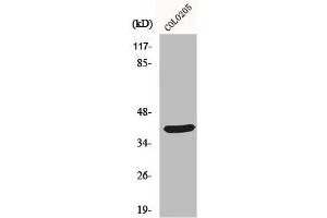 Western Blot analysis of COLO205 cells using MSY2 Polyclonal Antibody (YBX2 anticorps  (C-Term))