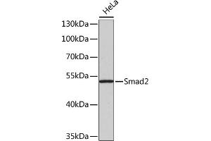 Western blot analysis of extracts of HeLa cells, using Smad2 antibody (ABIN1513537, ABIN3020986, ABIN3020987 and ABIN1514681). (SMAD2 anticorps)