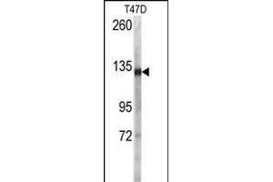 Western blot analysis of anti-DSG2 Antibody (N-term ) ((ABIN392225 and ABIN2841920)) in T47D cell line lysates (35 μg/lane). (Desmoglein 2 anticorps  (N-Term))
