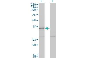 Western Blot analysis of HHEX expression in transfected 293T cell line by HHEX monoclonal antibody (M12), clone 2C8.