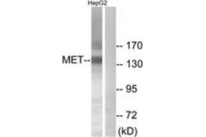 Western blot analysis of extracts from HepG2 cells, using Met (Ab-1234) Antibody. (c-MET anticorps  (AA 1201-1250))