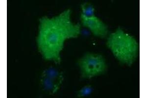Anti-HDAC10 mouse monoclonal antibody (ABIN2453115) immunofluorescent staining of COS7 cells transiently transfected by pCMV6-ENTRY HDAC10 (RC218536). (HDAC10 anticorps)