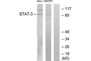 Western Blotting (WB) image for anti-Signal Transducer and Activator of Transcription 3 (Acute-Phase Response Factor) (STAT3) (AA 672-721) antibody (ABIN2889068) (STAT3 anticorps  (AA 672-721))