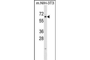KLHL12 Antibody (C-term) (ABIN1537222 and ABIN2848955) western blot analysis in mouse NIH-3T3 cell line lysates (35 μg/lane). (KLHL12 anticorps  (C-Term))