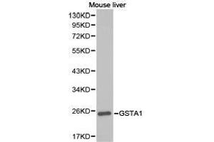 Western Blotting (WB) image for anti-Glutathione S-Transferase alpha 1 (GSTA1) antibody (ABIN1872910) (GSTA1 anticorps)