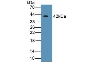 WB of Protein Standard: different control antibodies against Highly purified E. (CRYL1 Kit ELISA)