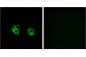 Immunofluorescence (IF) image for anti-Membrane-Associated Ring Finger (C3HC4) 2, E3 Ubiquitin Protein Ligase (MARCH2) (AA 191-240) antibody (ABIN2890284) (MARCH2 anticorps  (AA 191-240))