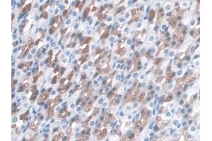 #VALUE! (LRG1 anticorps  (AA 39-308))