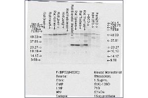Western Blot analysis of Rat Brain, Heart, Kidney, Liver, Pancreas, Skeletal muscle, Spleen, Testes, Thymus cell lysates showing detection of FKBP52 protein using Mouse Anti-FKBP52 Monoclonal Antibody, Clone Hi52C . (FKBP4 anticorps  (Atto 390))