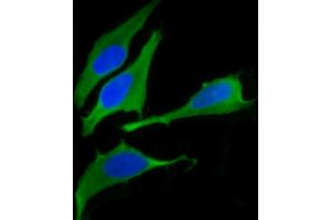 Immunofluorescent analysis of 4 % paraformaldehyde-fixed, 0.