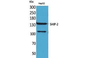 Western Blot (WB) analysis of HepG2 cells using SHIP-2 Polyclonal Antibody. (INPPL1 anticorps  (Internal Region))