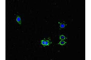 Immunofluorescent analysis of Hela cells using ABIN7163088 at dilution of 1:100 and Alexa Fluor 488-congugated AffiniPure Goat Anti-Rabbit IgG(H+L) (NOXA anticorps  (AA 1-136))