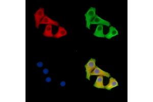 ABIN7095824 and ABIN7099886 staining Hela cells by IF/ICC.