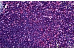 Anti-FADS1 antibody IHC staining of human spleen. (FADS1 anticorps  (AA 1-100))