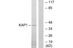 Western Blotting (WB) image for anti-Tripartite Motif Containing 28 (TRIM28) (Internal Region) antibody (ABIN1849310) (KAP1 anticorps  (Internal Region))