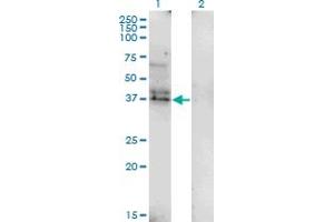 Western Blot analysis of LAIR1 expression in transfected 293T cell line by LAIR1 monoclonal antibody (M01), clone 2G4. (LAIR1 anticorps  (AA 188-287))