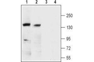 Western blot analysis of rat (lanes 1 and 3) and mouse brain membranes (lanes 2 and 4): - 1,2. (KCNMA1 anticorps  (1st Extracellular Loop))