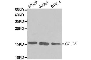 Western blot analysis of extracts of various cell lines, using CCL28 antibody. (CCL28 anticorps  (AA 20-127))