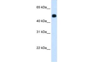 Western Blotting (WB) image for anti-3-Hydroxy-3-Methylglutaryl-CoA Synthase 2 (Mitochondrial) (HMGCS2) antibody (ABIN2462432)