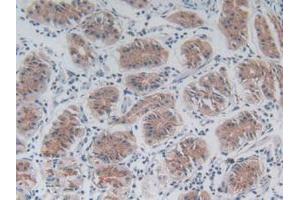 IHC-P analysis of Mouse Stomach Tissue, with DAB staining. (FLIP anticorps  (AA 210-460))