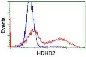 HEK293T cells transfected with either RC205967 overexpress plasmid (Red) or empty vector control plasmid (Blue) were immunostained by anti-HDHD2 antibody (ABIN2454582), and then analyzed by flow cytometry. (HDHD2 anticorps)