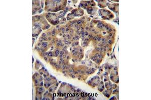 CO040 Antibody (C-term) immunohistochemistry analysis in formalin fixed and paraffin embedded human pancreas tissue followed by peroxidase conjugation of the secondary antibody and DAB staining. (C15orf40 anticorps  (C-Term))